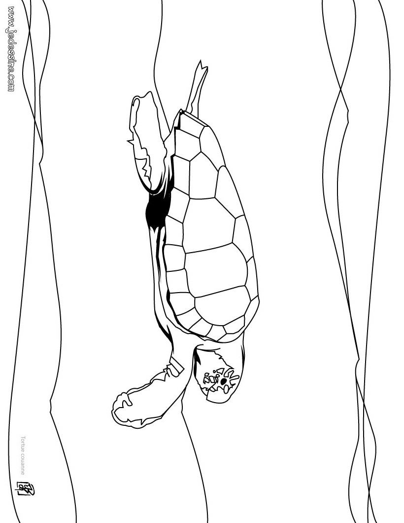 tortue couanne