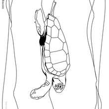 Coloriage d'une tortue caouanne