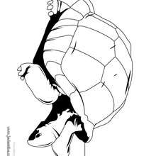 Coloriage d'une tortue éléphantine