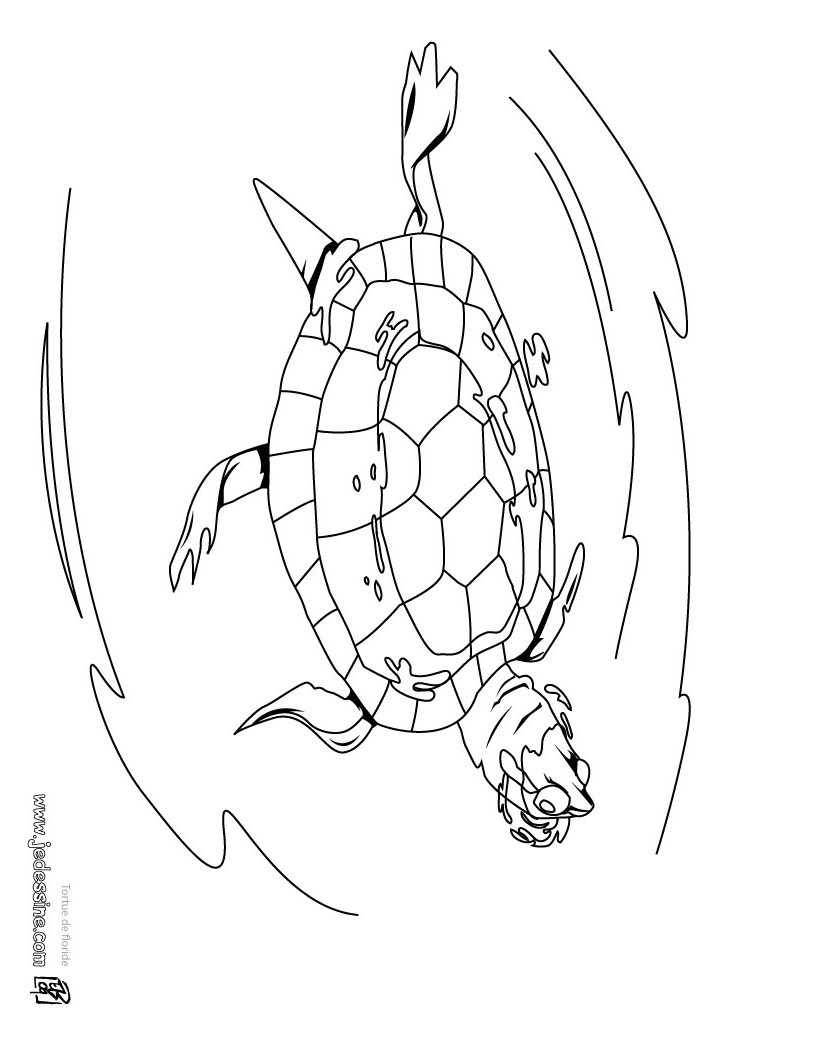 tortue floride 2