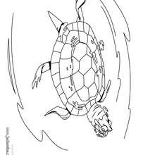 Coloriage d'une tortue de Floride qui nage - Coloriage - Coloriage ANIMAUX - Coloriage ANIMAUX MARINS - Coloriage TORTUE - Coloriage TORTUE DE FLORIDE