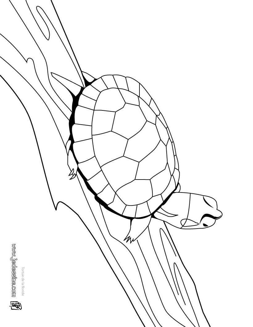 tortue floride