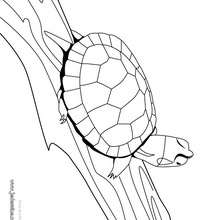 Coloriage d'une tortue de Floride - Coloriage - Coloriage ANIMAUX - Coloriage ANIMAUX MARINS - Coloriage TORTUE - Coloriage TORTUE DE FLORIDE