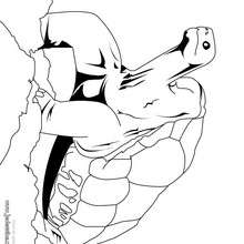 Coloriage d'une tortue des Galapagos