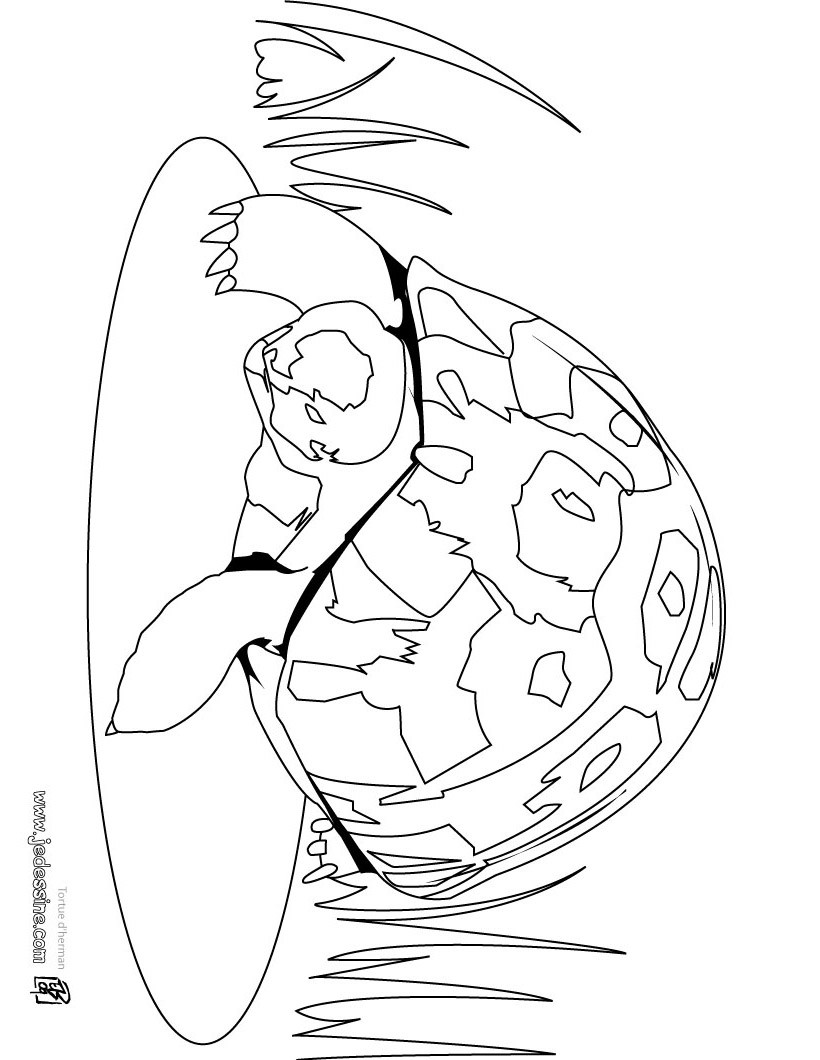 tortue herman