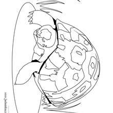Coloriage d'une tortue herman