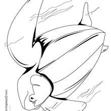 Coloriage d'une tortue luth