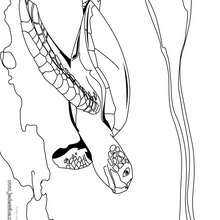 Coloriage d'une tortue verte sous l'eau - Coloriage - Coloriage ANIMAUX - Coloriage ANIMAUX MARINS - Coloriage TORTUE - Coloriage TORTUE VERTE