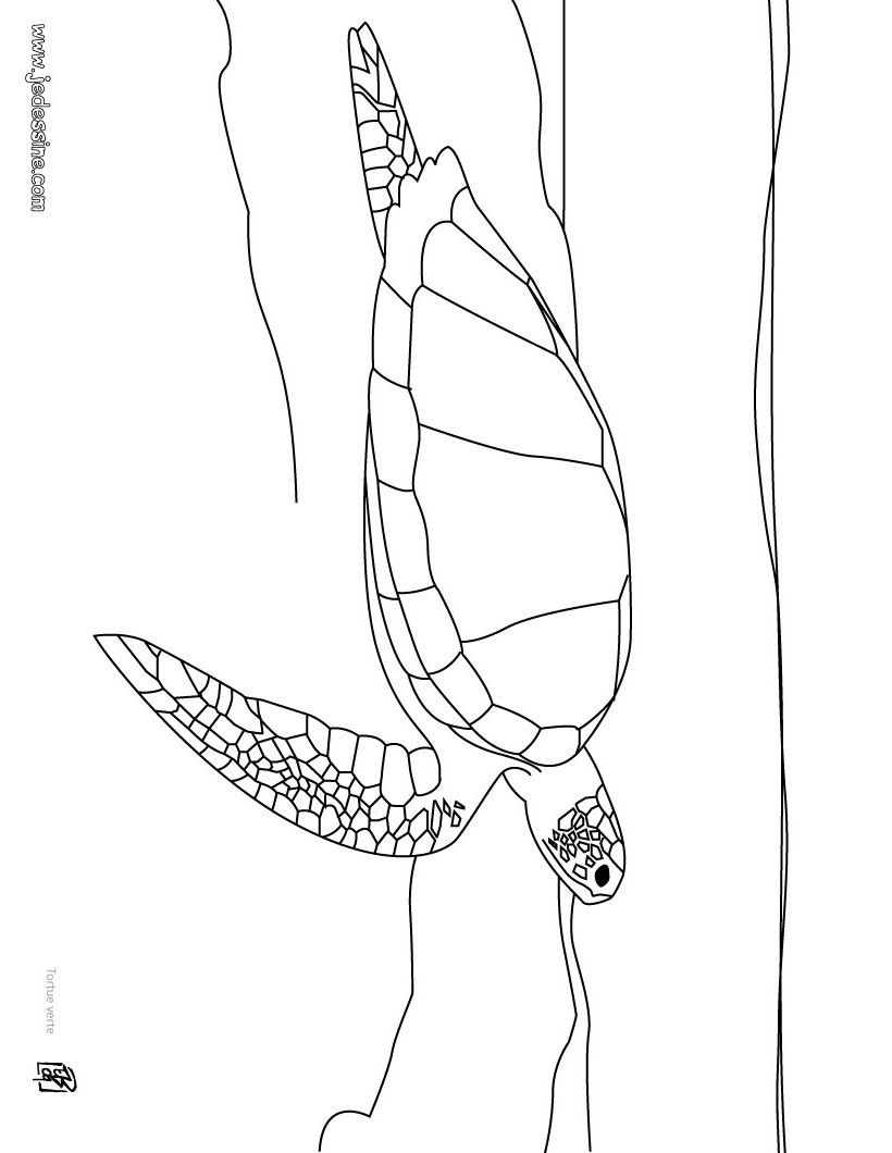 tortue verte
