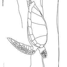 Coloriage d'une tortue verte