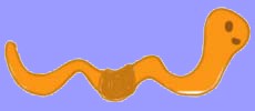 LOMBRI5