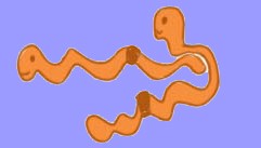 LOMBRI6