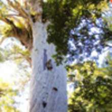 D�couvre les arbres Kauris - Activit�s - BRICOLAGE ENFANT - Bricolage Ecolo avec Tipi-Kiwi