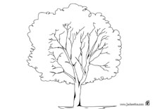 arbre1