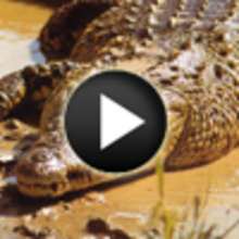 Vidéo sur les crocodiles - Vidéos - Vidéos d'ANIMAUX