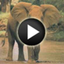 Vidéo sur les éléphants - Vidéos - Vidéos d'ANIMAUX