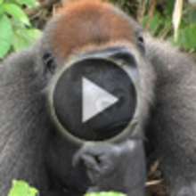 Vidéo sur le gorille de montagne
