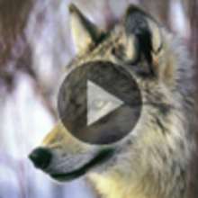 Vidéo sur le loup - Vidéos - Vidéos d'ANIMAUX