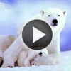 Vid�os ANIMAUX