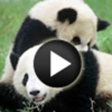 Vidéo sur le panda géant - Vidéos - Vidéos d'ANIMAUX