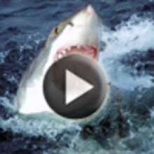 Vidéo sur le grand requin blanc - Vidéos - Vidéos d'ANIMAUX