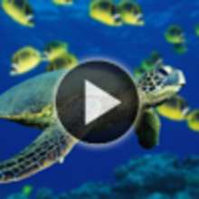 Vidéo sur les tortues - Vidéos - Vidéos d'ANIMAUX