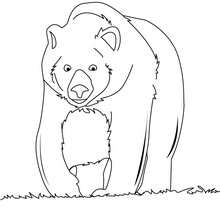 Coloriage d'un ours qui se prom�ne - Coloriage - Coloriage ANIMAUX - Coloriage ANIMAUX DE LA FORET - Coloriage OURS
