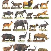 Coloriage ANIMAUX AFRIQUE - Coloriage ANIMAUX - Coloriage