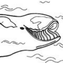 Coloriage d'une baleine du Gr�enland