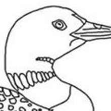 Coloriage CANARD - Coloriage ANIMAUX - Coloriage