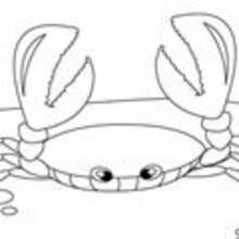 Coloriage CRABE - Coloriage ANIMAUX - Coloriage