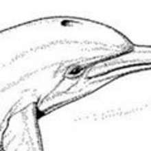 Egalement dans Coloriage DAUPHIN