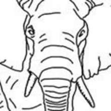 Coloriage d'un ELEPHANT Kawaii