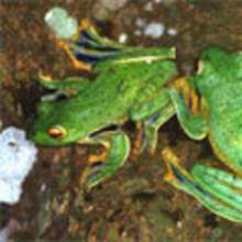 Coloriage GRENOUILLE - Coloriage ANIMAUX - Coloriage