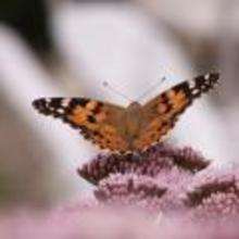 Coloriage d'un papillon N°7