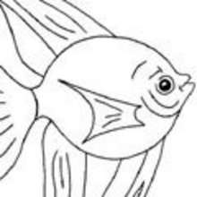 Coloriage d'un banc de poissons