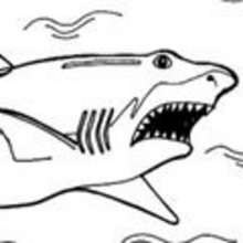 Coloriage REQUIN - Coloriage ANIMAUX - Coloriage