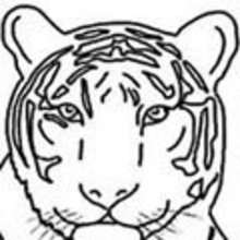 Coloriage TIGRE - Coloriage ANIMAUX - Coloriage