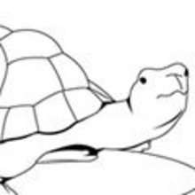 Coloriage TORTUE - Coloriage ANIMAUX - Coloriage