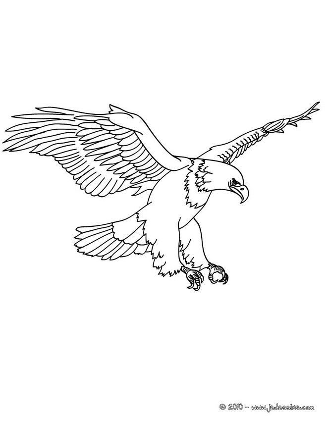 Coloriage d'un aigle imp�rial