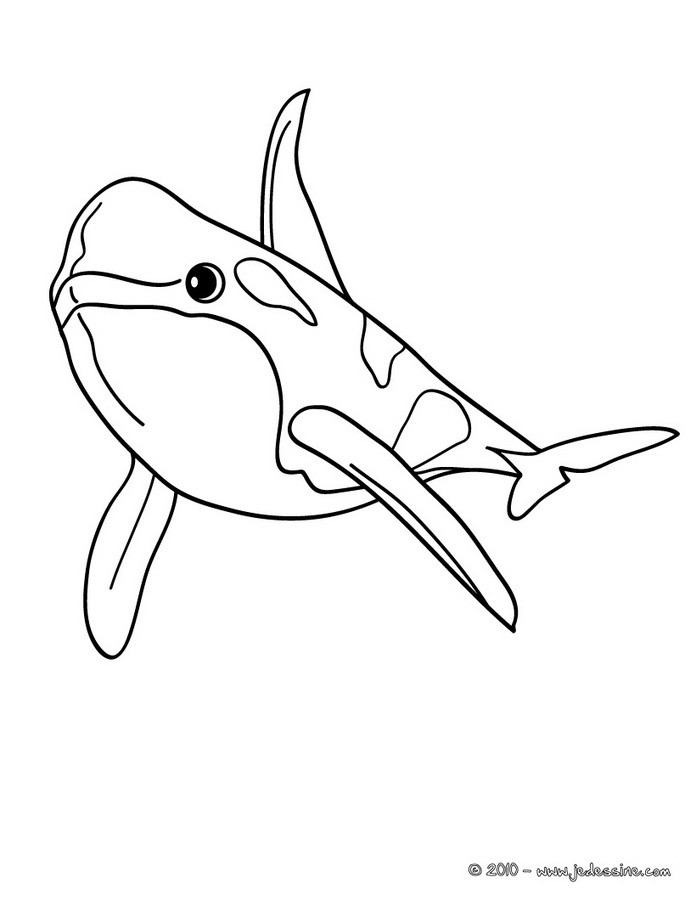 Coloriage d'un ORQUE