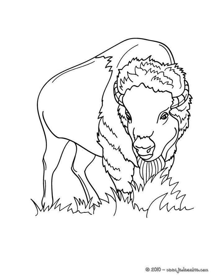 Coloriage d'un BISON mâle