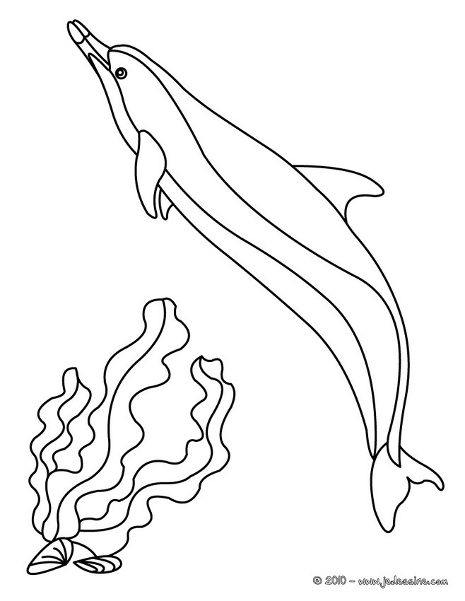 Coloriage d'un DUAPHIN à bec