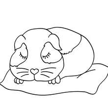 Coloriage d'un COCHON D'INDE qui dort - Coloriage - Coloriage ANIMAUX - Coloriage ANIMAUX DOMESTIQUES - Coloriage COCHON D'INDE