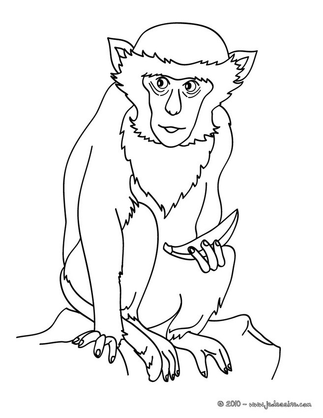 Coloriage d'un SINGE vert