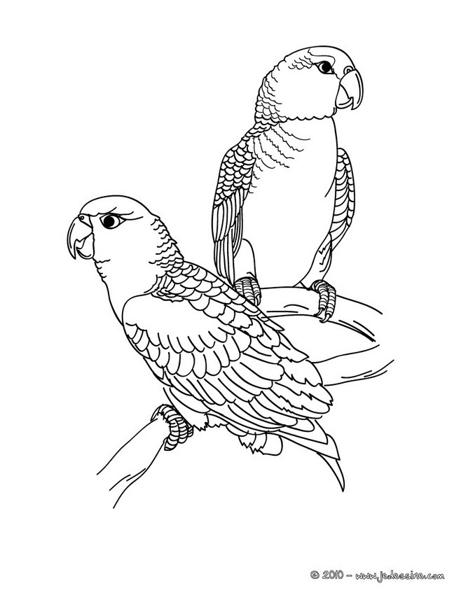 Coloriage de PERRUCHES