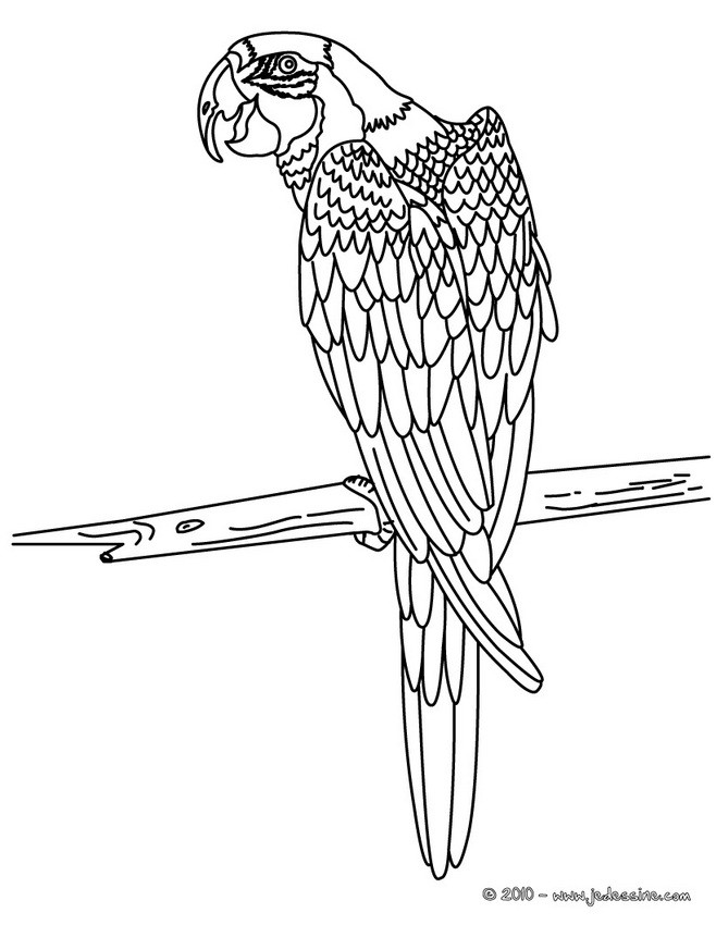Coloriage de ARA