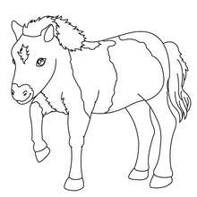 Coloriage Poney A Imprimer Gratuit