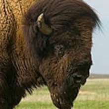Coloriage d'un BISON mâle