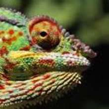 Coloriage de CAMELEON multicolore